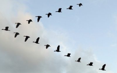 Lessons from Geese