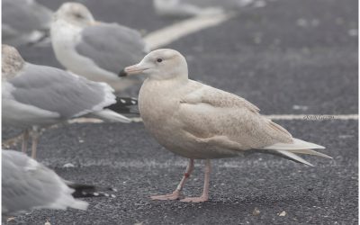 Field Trip Report: Montauk