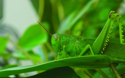 Bug Me!