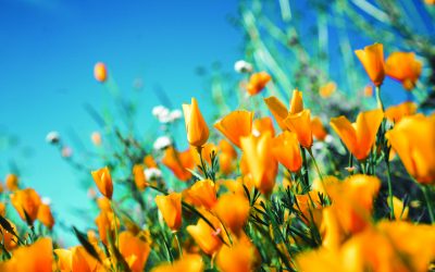 As Spring Arrives…