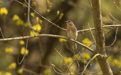 Blue Bird Nest Box April Update
