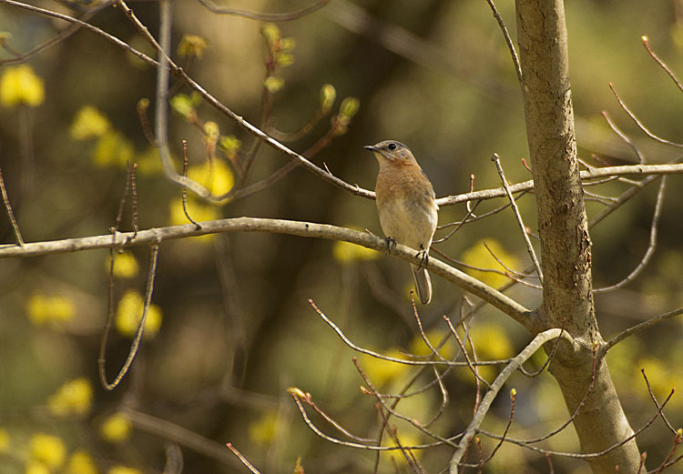 Blue Bird Nest Box April Update