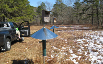 Blue Bird Nest Box March Update