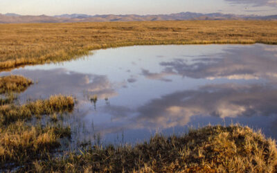 Bird Watching Volunteers Help Climate Watch