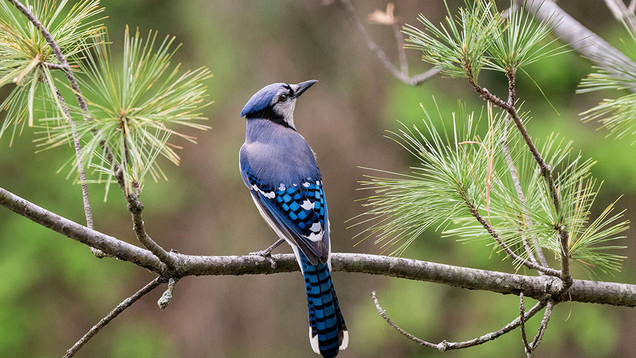Blue Jay. Photo- Matthew Heckerling_Audubon Photography Awards