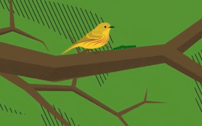 Join the Flock at Audubon For Kids!