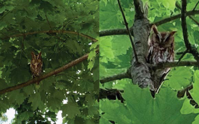 Screech Owls