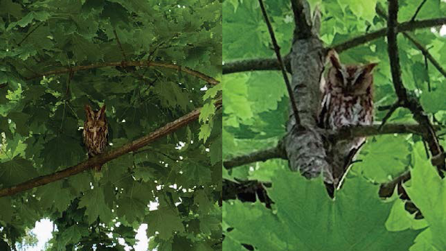 Screech Owls