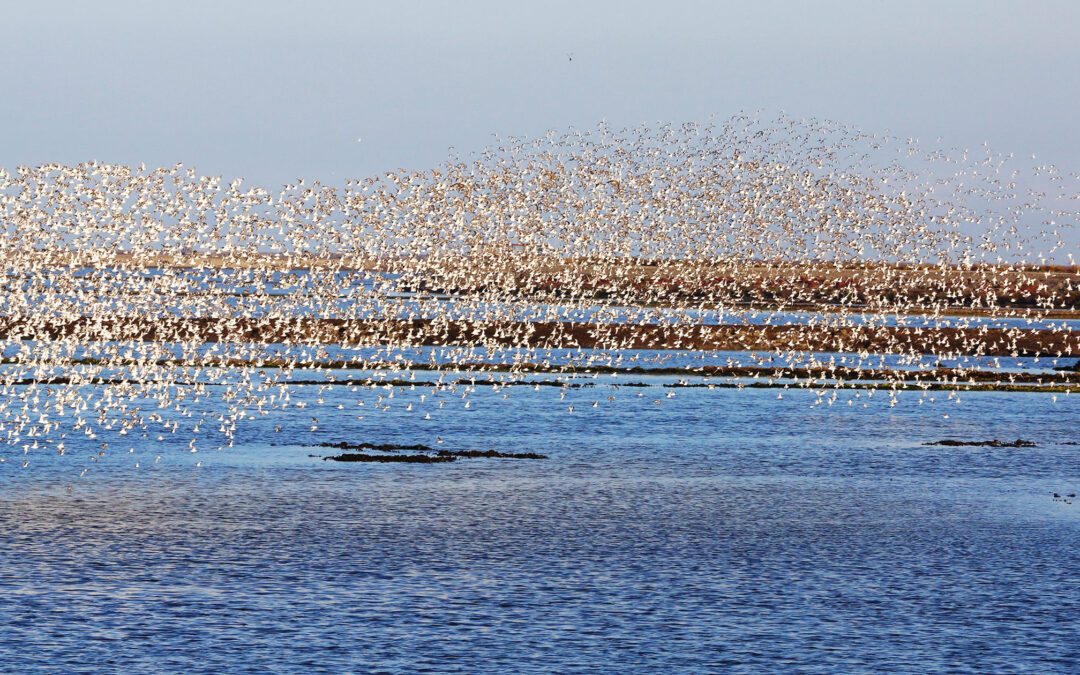 Migratory Bird Treaty Act (MBTA)