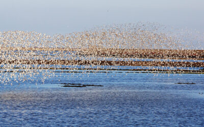 Migratory Bird Treaty Act (MBTA)