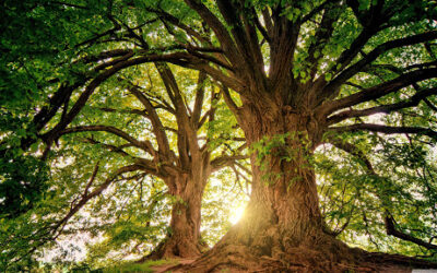 Another “Love a Tree” Reminder