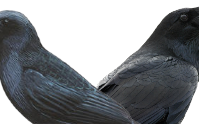 How to Tell a Raven From a Crow