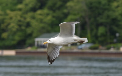 Changing Gulls in a Changing World