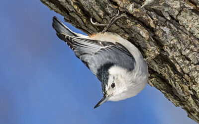 Winter Feeder Survey 2020 – 2021