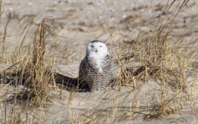 A Funny Birding Story