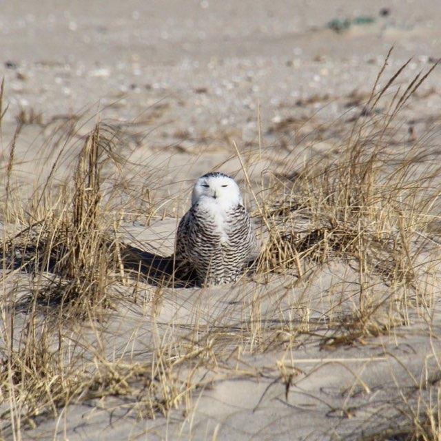 snowy owl 5