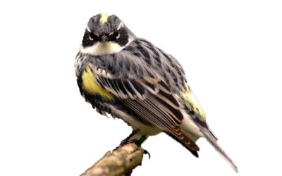 Summer Feeder Survey