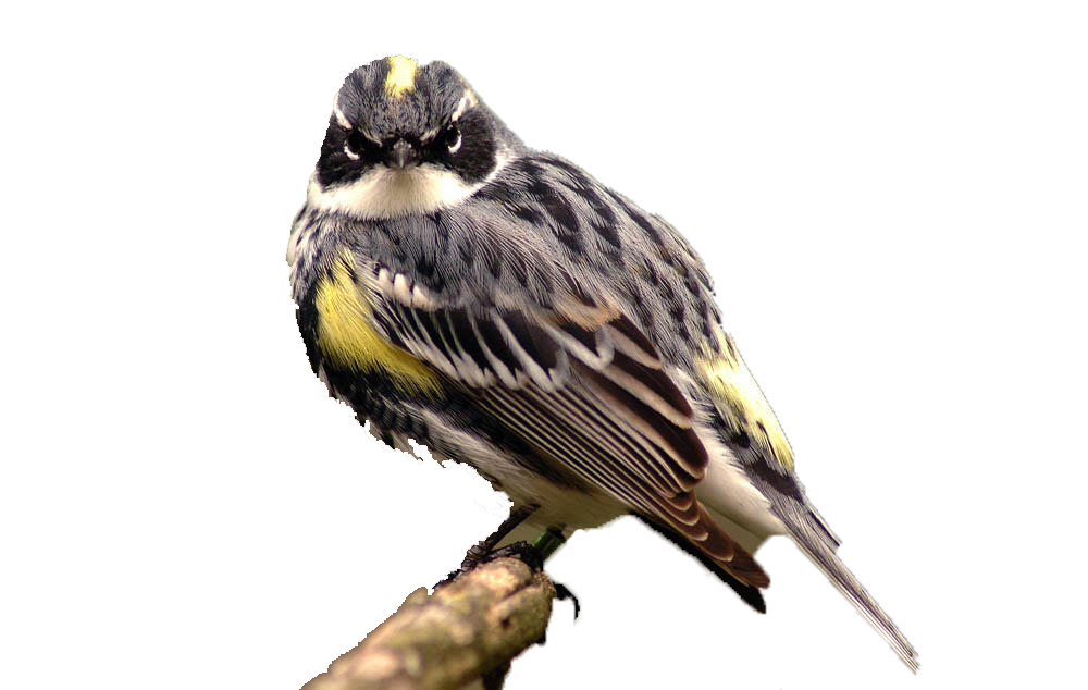 Summer Feeder Survey