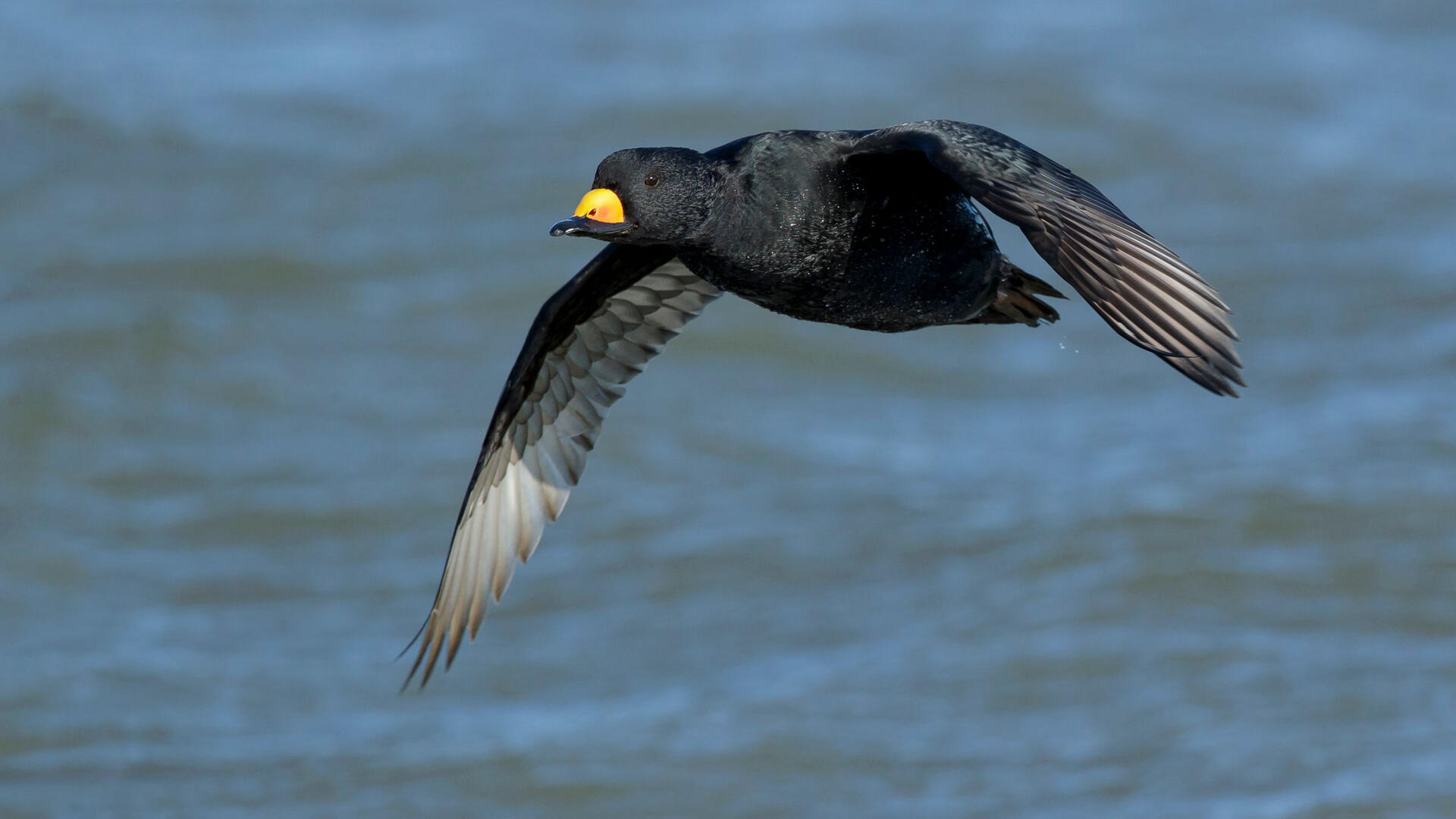 blackscoter