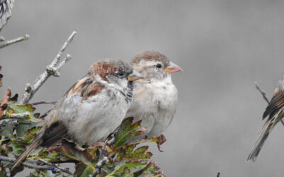 Little Birds