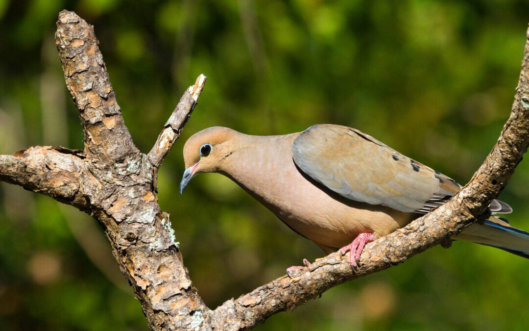 Precautionary Measures to Combat Songbird Epidemic