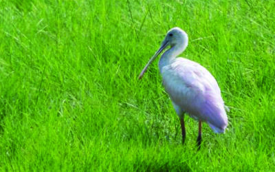 First Record of Roseate Spoonbill on Long Island