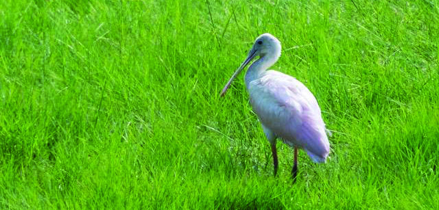 First Record of Roseate Spoonbill on Long Island