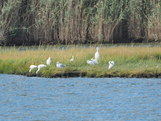 Tuesday’s Bird Walk and the Return of Bird Feeders
