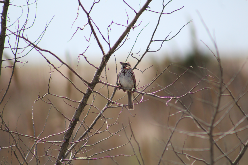 Robert Moses Nature Walk Recap
