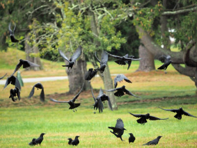 St. Josephs Nature Walk Recap