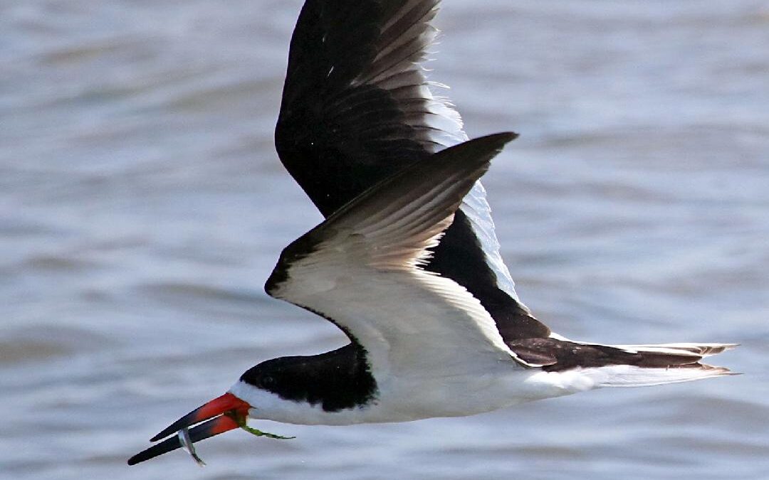 Bird Window Collisions