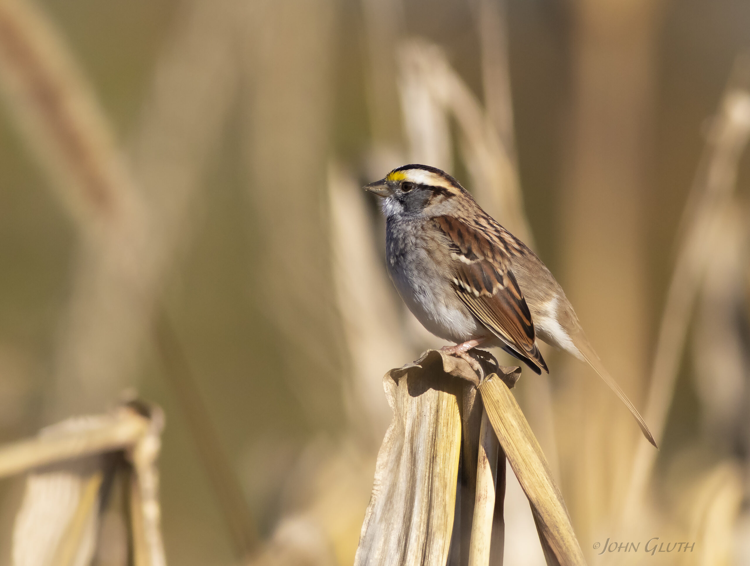 White-Throated Sparrow by John Gluth