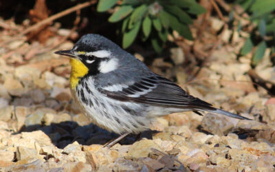 Patch Birding South Shore Roots