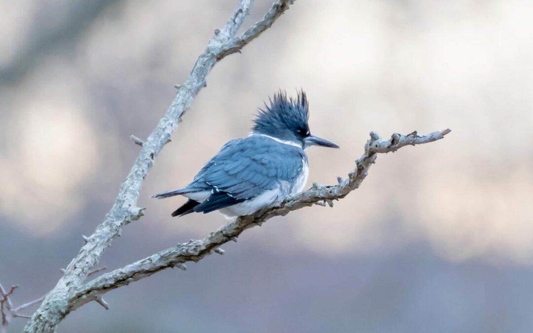 Take Action to Protect our Dark Sky!