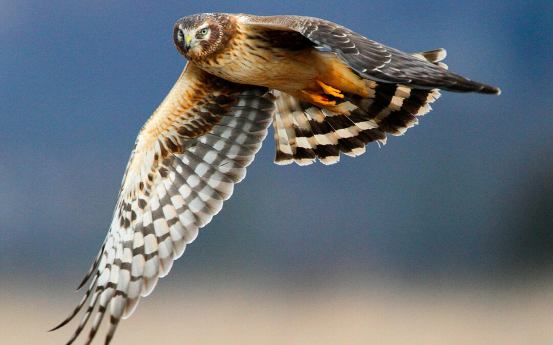 Harriers