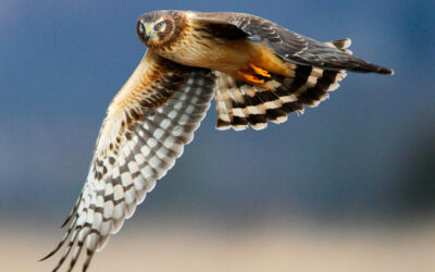 Harriers