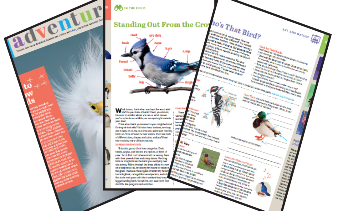All About Birds