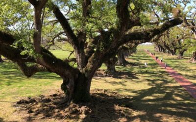 Live Oak In New Orleans