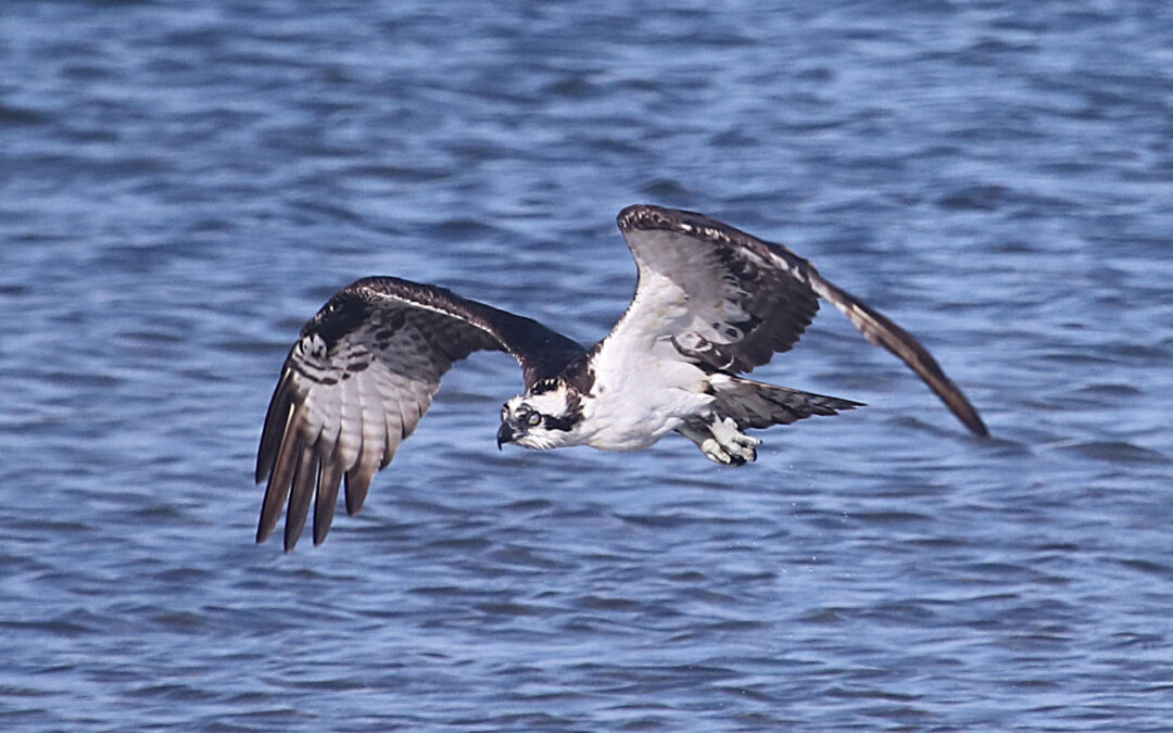 Abundant Ospreys on Long Island, Thank You Dennis!
