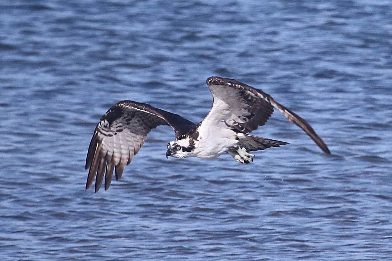 Osprey by Bob Glasser