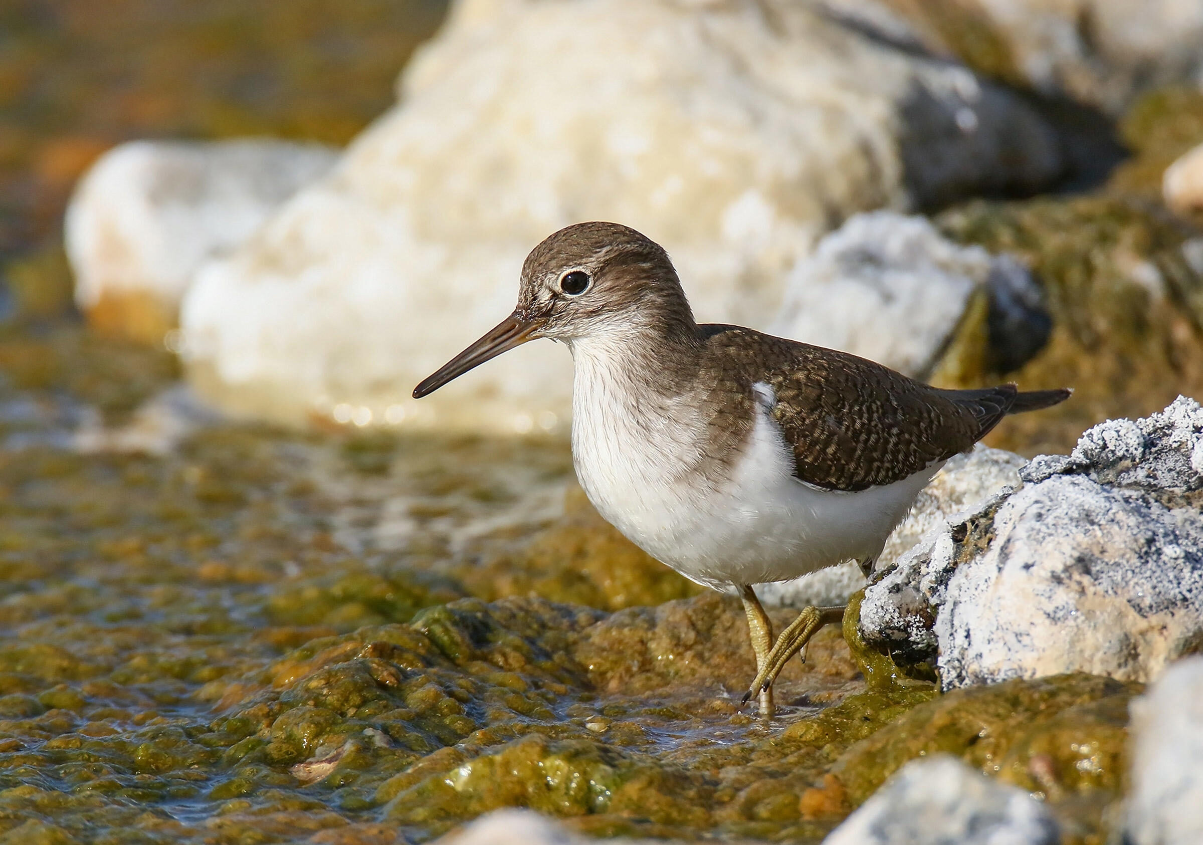 common-sandpiper_002_winter_pakistan_imranshah_flickrccby-sa-2.0_molting-juvenile