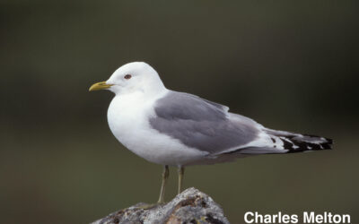 Birdist Rule #85: Write In Your Field Guides