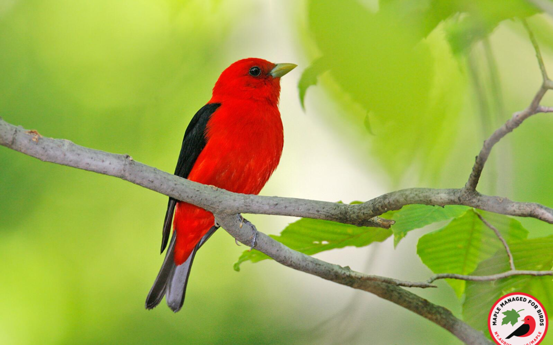 Where to Buy Bird-Friendly Maple Syrup In New York