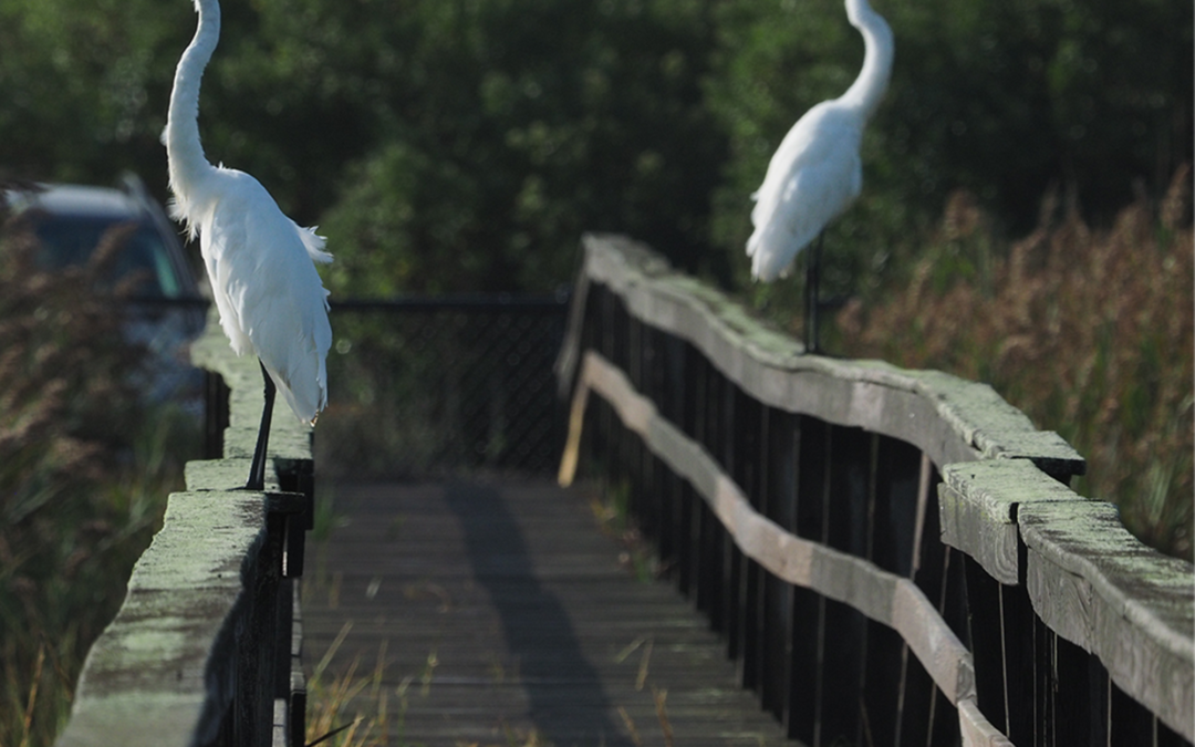 Shinnecock Dunes Nature Walk Recap