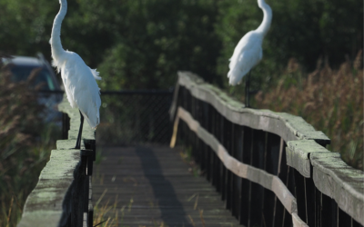 Shinnecock Dunes Nature Walk Recap