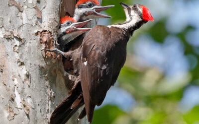 10 Fun Facts About the Pileated Woodpecker