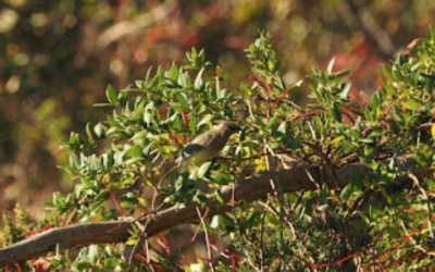 Sunken Meadow Nature Walk Recap