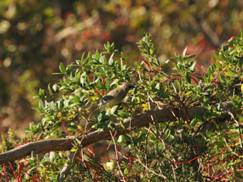 Sunken Meadow Nature Walk Recap