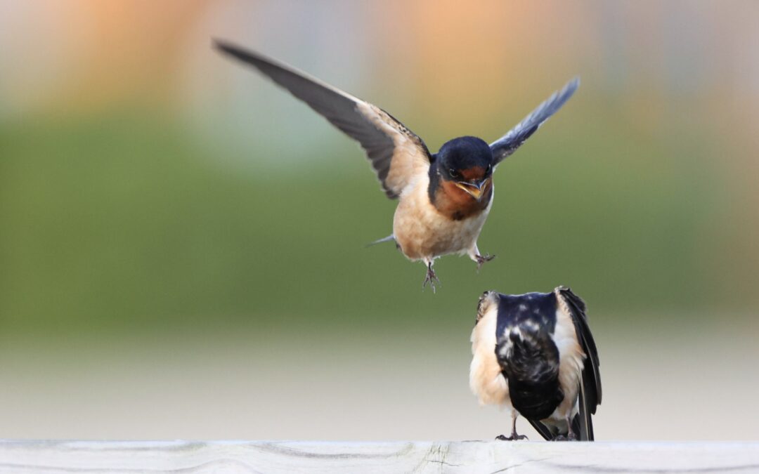 The Wonders of Bird Feathers