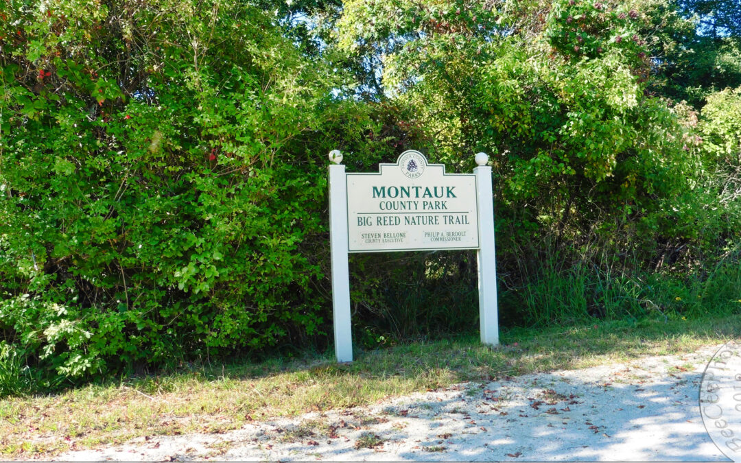 Montauk Nature Walk Recap